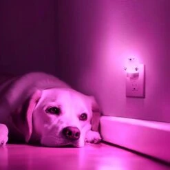 3D Bear Plug-in Night Light For Kids, RGB + 3000K, Dusk To Dawn Sensor, 3 Modes, Nursery And Gift Room Decor(2-Pack) -Lamp Parts yansun night lights ha gy10109beus 2ap3 44 1000